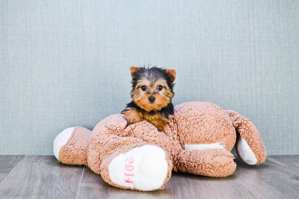 Meet Goldie - our Yorkshire Terrier Puppy Photo 