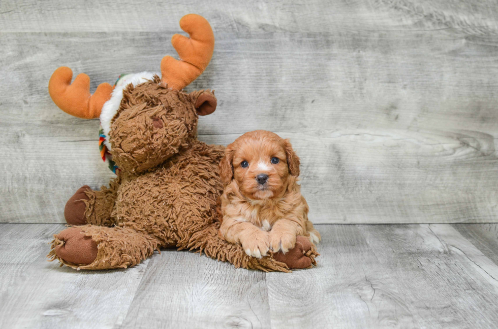 Smart Cavapoo Poodle Mix Pup