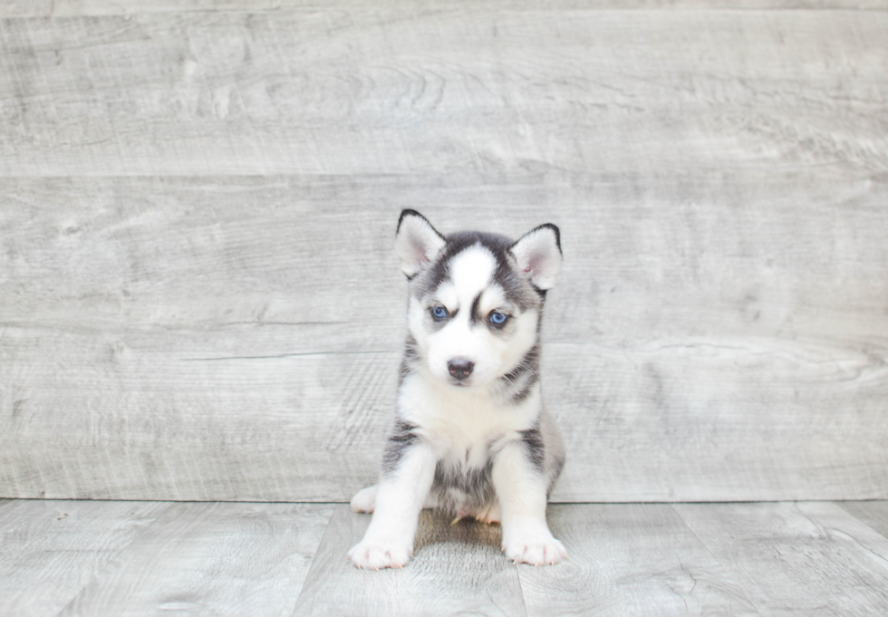 Little Mini Husky Designer Puppy