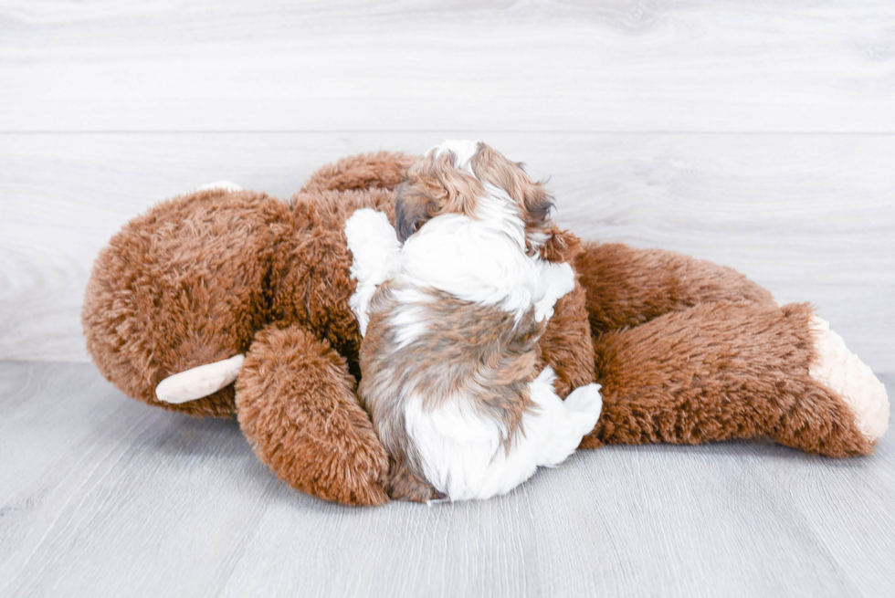 Little Maltepoo Poodle Mix Puppy