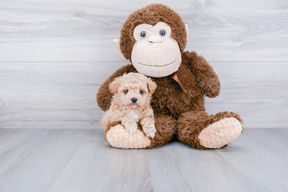 Maltipoo Pup Being Cute