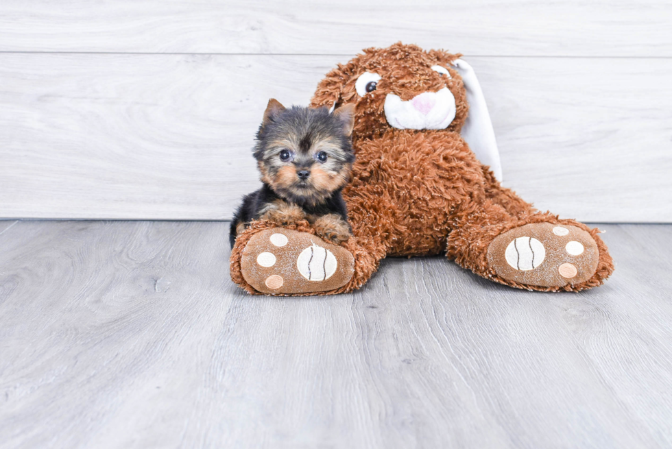 Meet Tinkerbell - our Yorkshire Terrier Puppy Photo 