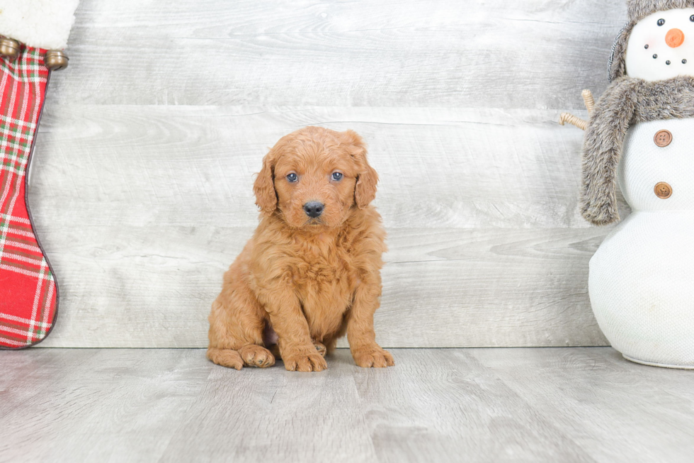 Mini Goldendoodle Pup Being Cute