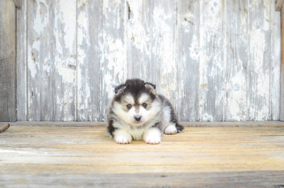 Pomsky Pup Being Cute