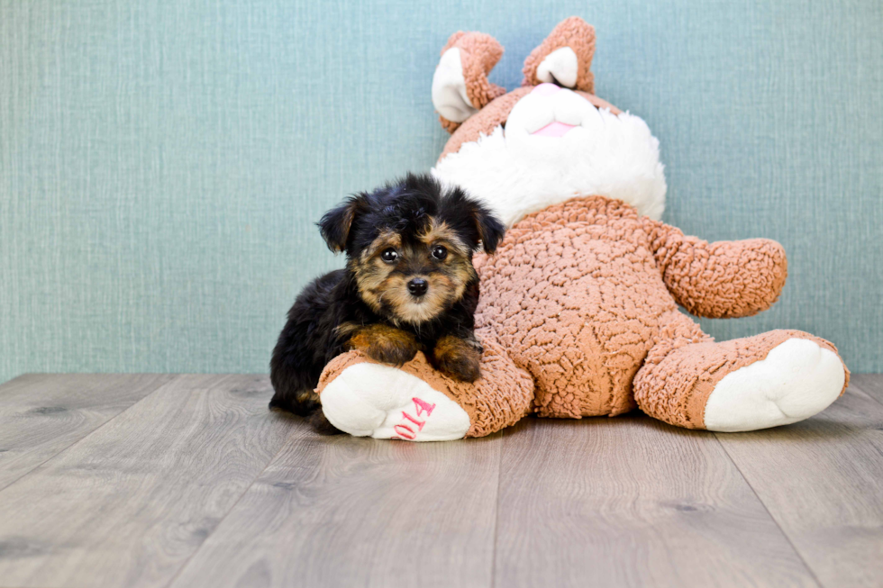 Smart Yorkie Poo Poodle Mix Pup