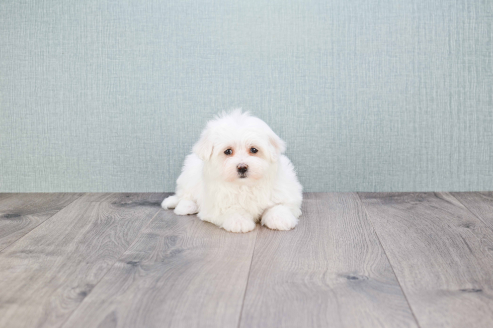 Hypoallergenic Maltepoo Poodle Mix Puppy