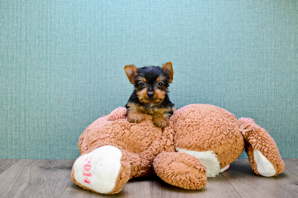 Meet Izzie - our Yorkshire Terrier Puppy Photo 