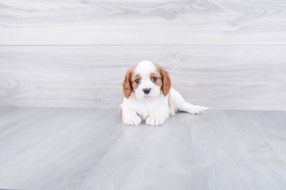 Best Cavalier King Charles Spaniel Baby