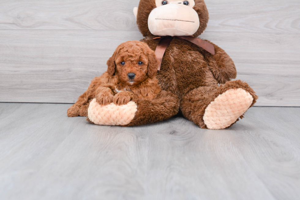 Smart Mini Goldendoodle Poodle Mix Pup