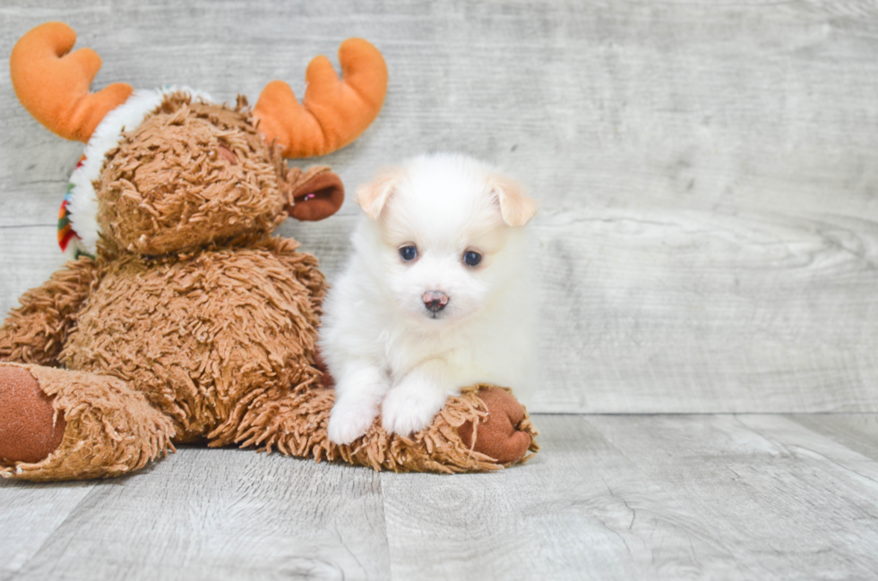 Energetic Maltipom Designer Puppy