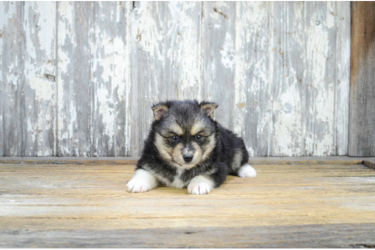 Energetic Mini Husky Designer Puppy