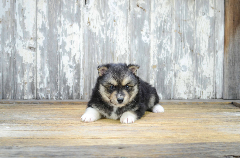 Energetic Mini Husky Designer Puppy