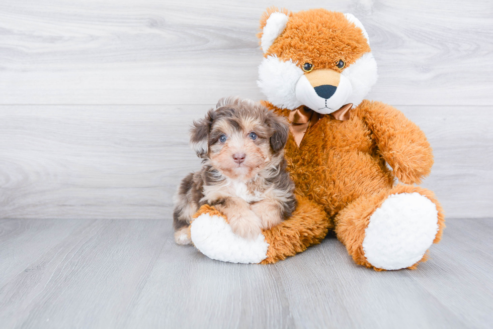 Mini Aussiedoodle Puppy for Adoption