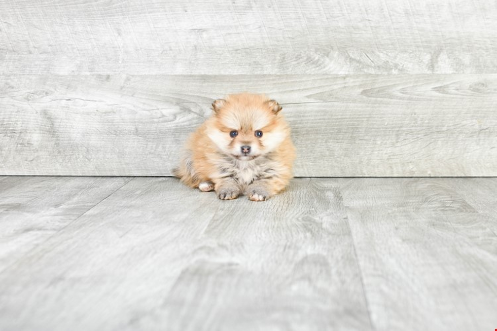 Pomeranian Pup Being Cute