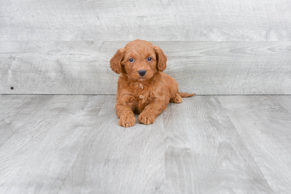 Mini Goldendoodle Puppy for Adoption