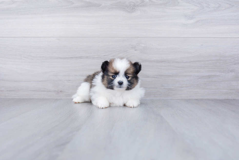 Pomeranian Puppy for Adoption