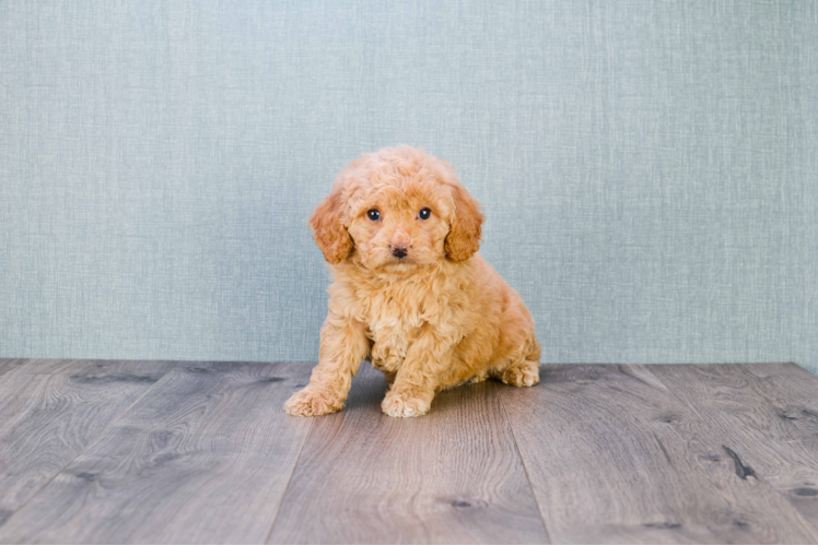 Mini Goldendoodle Puppy for Adoption