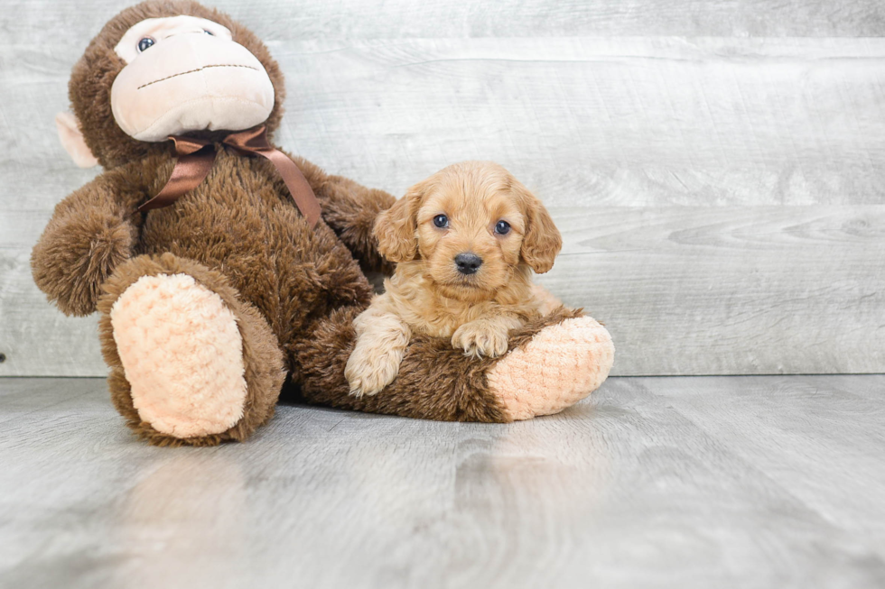 Fluffy Cavapoo Poodle Mix Pup