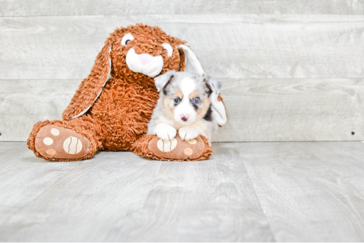 Happy Mini Aussiedoodle Baby