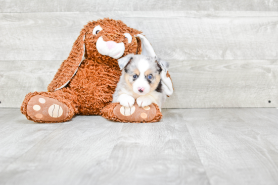 Happy Mini Aussiedoodle Baby