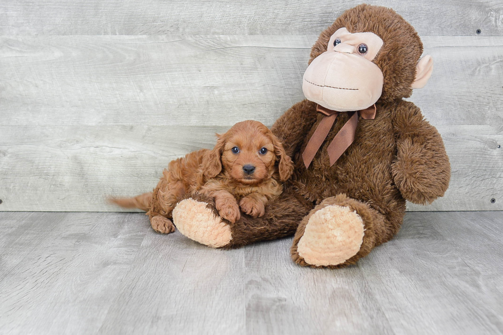 Happy Cavapoo Baby