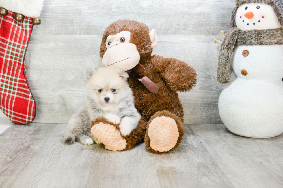 Best Pomsky Baby