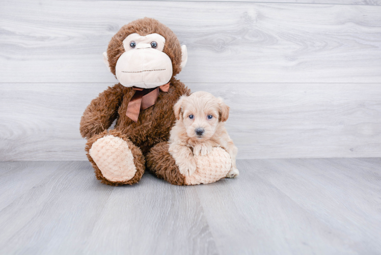 Small Maltipoo Baby