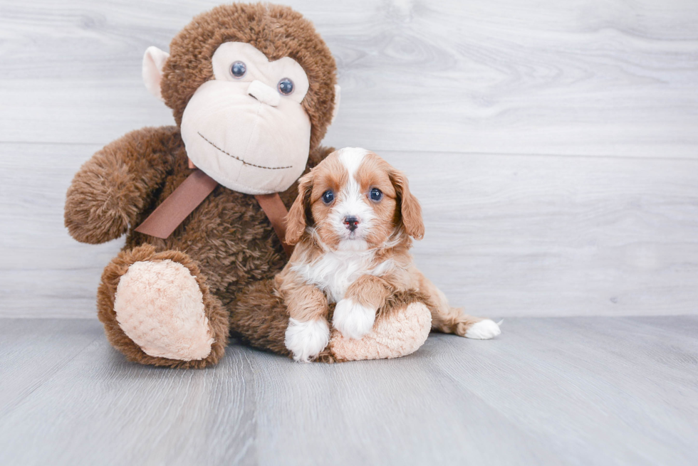 Cute Cavapoo Baby