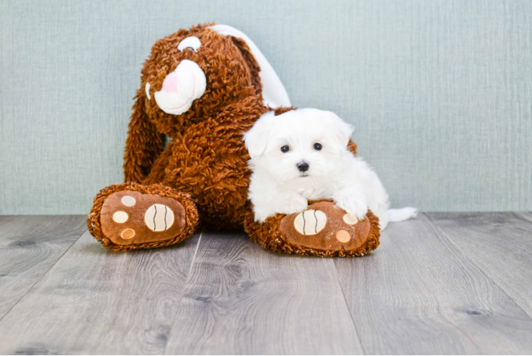 Best Maltese Baby