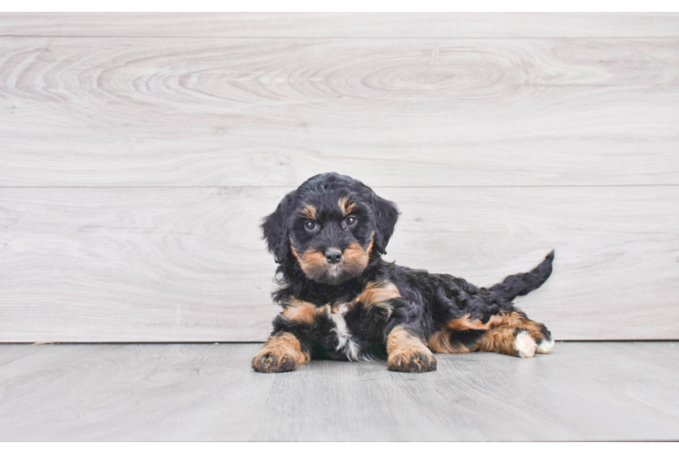 Best Mini Bernedoodle Baby