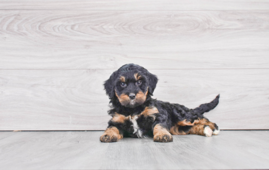 Best Mini Bernedoodle Baby