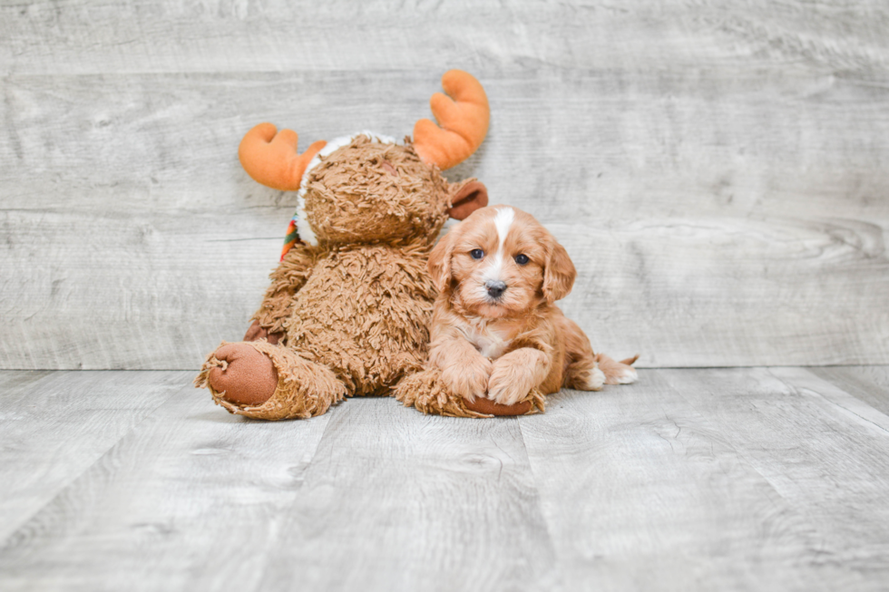 Cavapoo Pup Being Cute