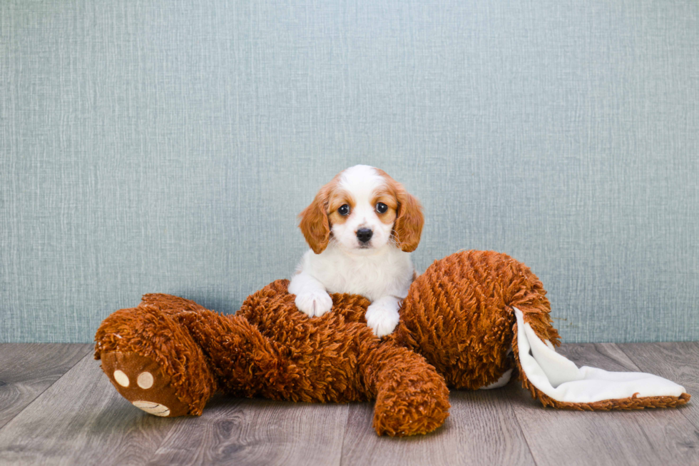 Cavapoo Pup Being Cute