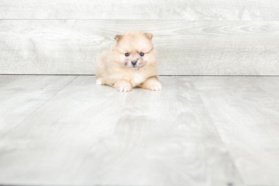 Smart Pomeranian Purebred Puppy