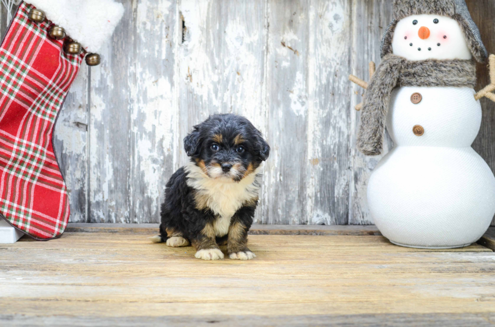 Sweet Mini Bernedoodle Baby