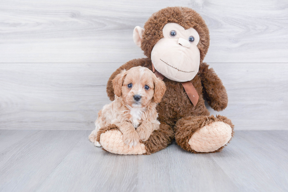 Cavapoo Pup Being Cute