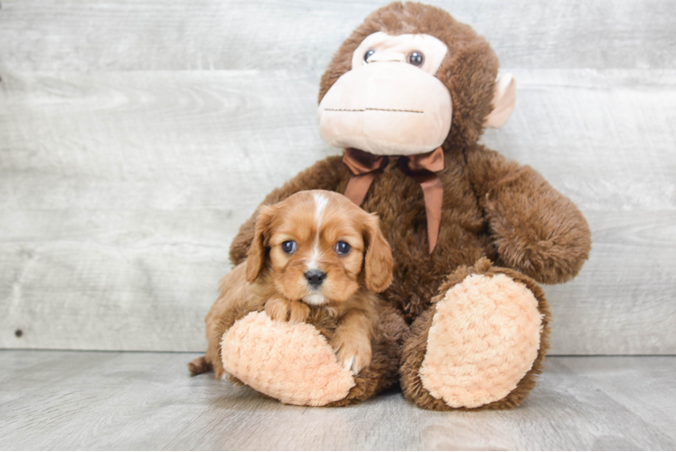 Cavalier King Charles Spaniel Puppy for Adoption