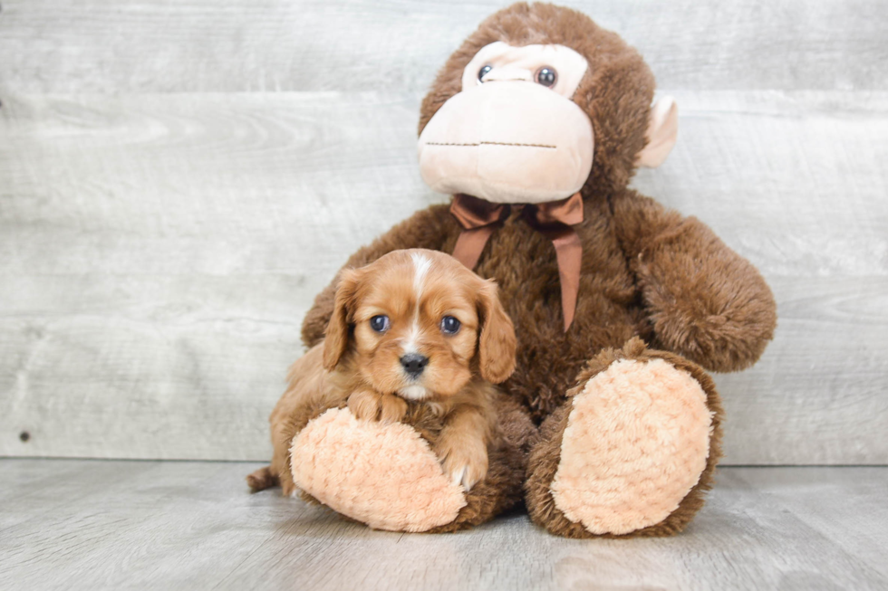 Cavalier King Charles Spaniel Puppy for Adoption
