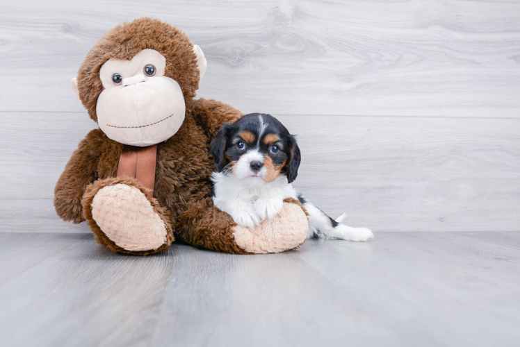 Cavalier King Charles Spaniel Puppy for Adoption