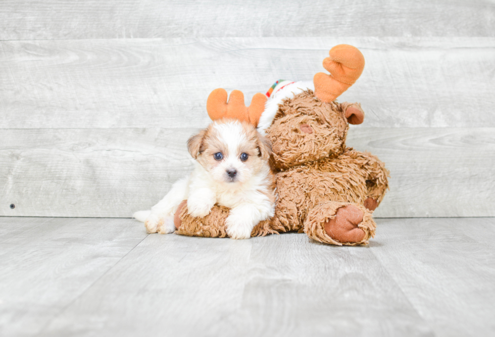 Friendly Morkie Baby