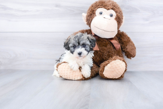 Adorable Havanese Purebred Puppy