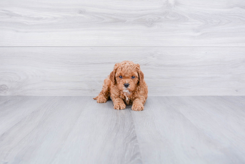 Petite Cavapoo Poodle Mix Pup