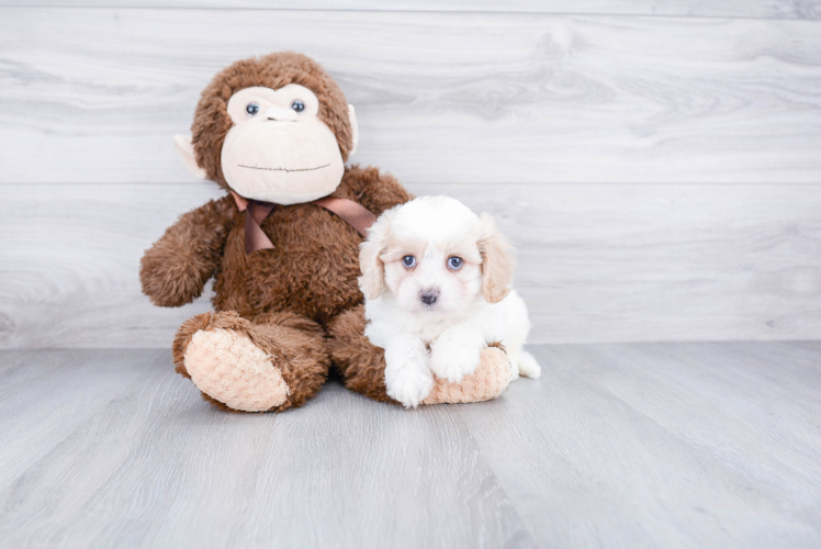 Smart Cavachon Designer Pup