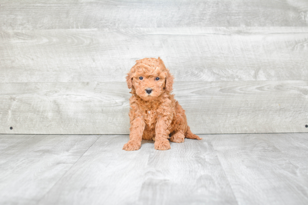 Friendly Mini Goldendoodle Baby