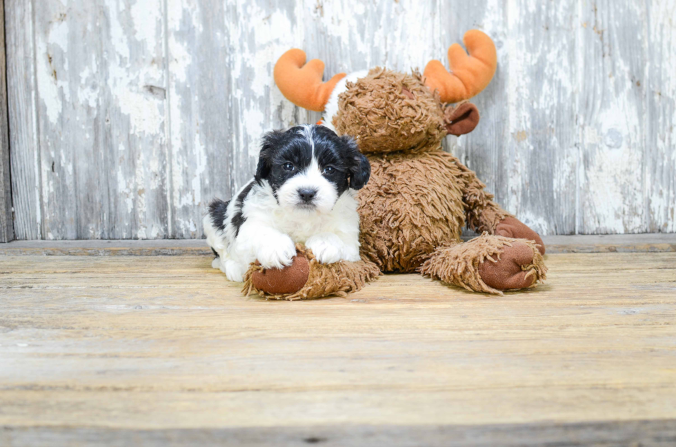 Teddy Bear Pup Being Cute