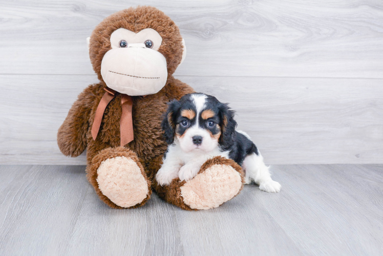 Happy Cavalier King Charles Spaniel Purebred Puppy