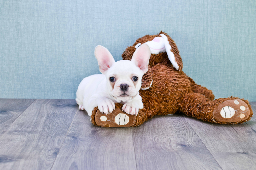 Small French Bulldog Purebred Pup