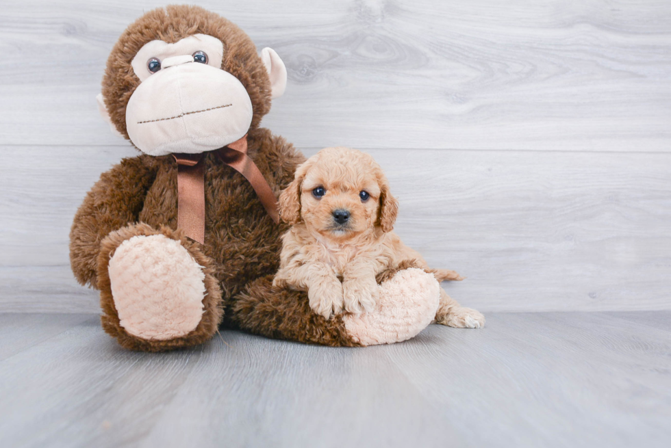 Happy Cavapoo Baby