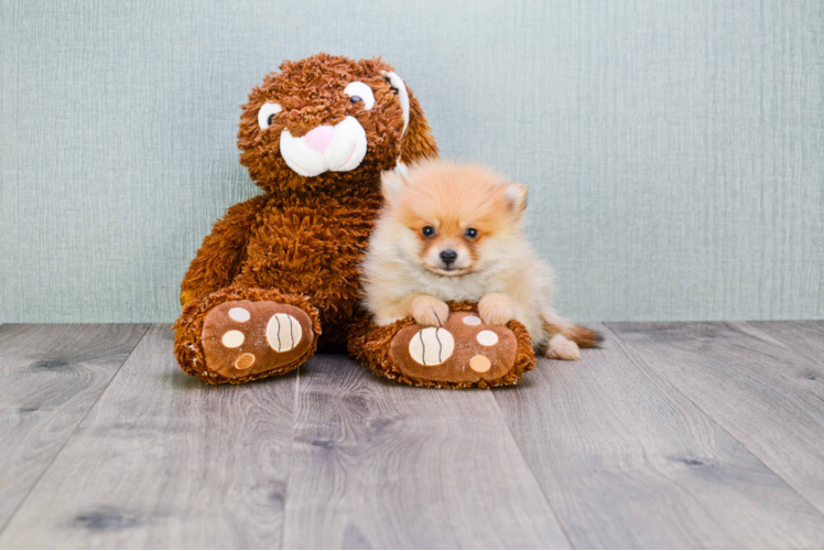 Pomeranian Pup Being Cute