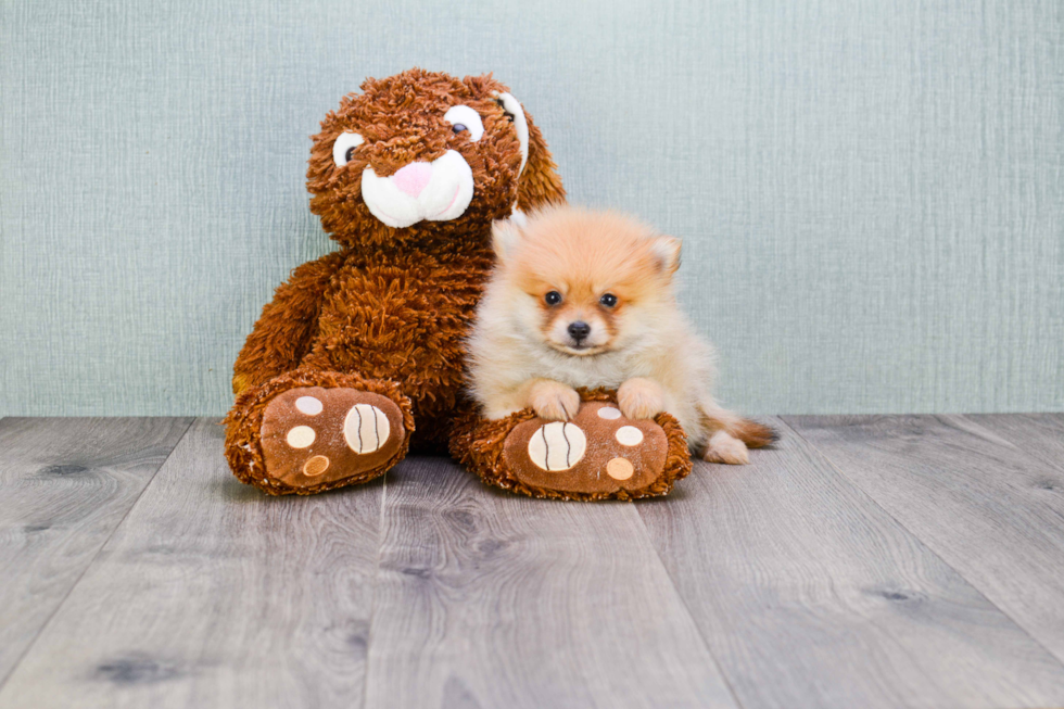 Pomeranian Pup Being Cute